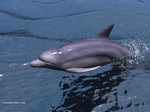 3d dolphin wallpaper